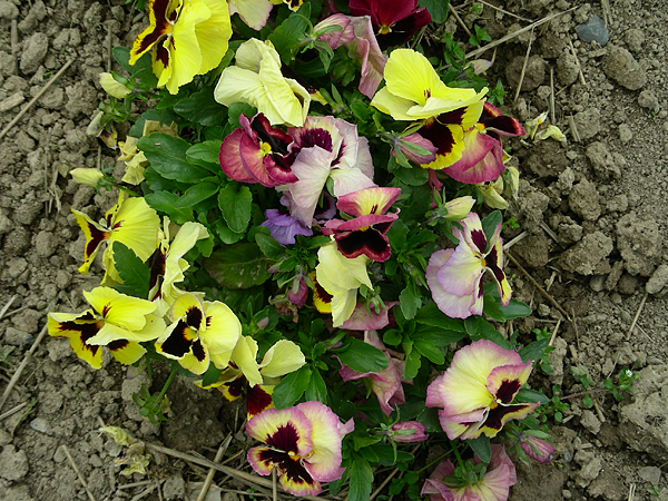 pansy in flower